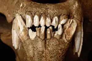 Middendorfi: Kodiak Bear Skull