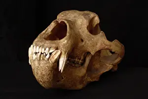 Middendorfi: Kodiak Bear Skull