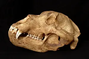 Middendorfi: Kodiak Bear Skull