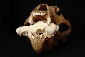 Middendorfi: Kodiak Bear Skull with Coyote Skull