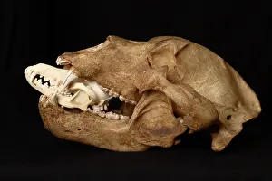 Middendorfi: Kodiak Bear Skull with Coyote Skull