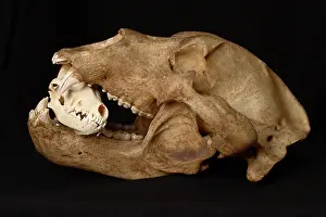 Middendorfi: Kodiak Bear Skull with Coyote Skull