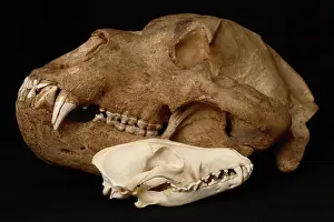 Middendorfi: Kodiak Bear Skull with Coyote Skull
