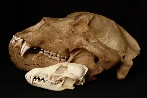 Middendorfi: Kodiak Bear Skull with Coyote Skull
