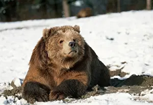 Middendorfi: Kodiak BEAR - in snow