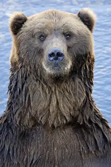 Front Views: Kodiak bear (Ursus arctos middendorffi), brown bear