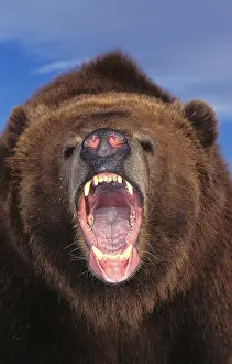 Middendorffi: Kodiak Bear (ursus arctos middendorffi), Portrait