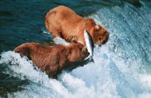 Middendorfi: Kodiak BEARS - catching salmon