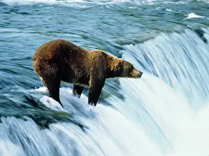 Middendorfi: KODIAK BROWN BEAR - fishing for salmon on waterfall