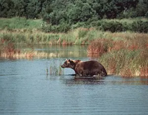 Eric Dragesco: KODIAK BROWN BEAR - standing in water