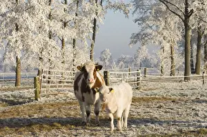 Ruminants: koe