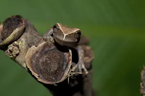 Dendropsophus: Koechlin's treefrog