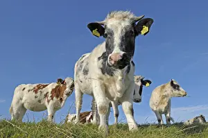 Zoogdieren: koeien
