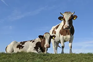 Zoogdieren: koeien