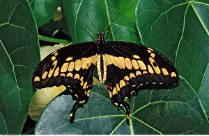 Insekten: Koenigs Schwalbenschwanz, Papilio thoas, Brasilien, -Thoas