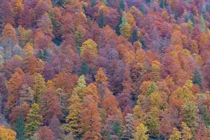 Koenigssee: Koenigssee autumn Trees autumn colours Berchtesgaden Na