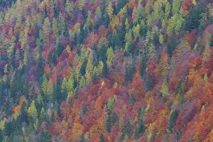 Koenigssee: Koenigssee autumn Trees autumn colours Berchtesgaden Na