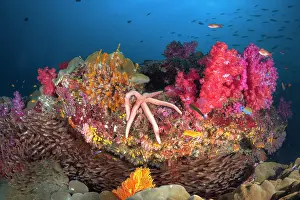 Hidden: Koh tachai coral Potato, Similan Islands, Thailand