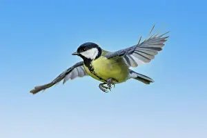 Major: Kohlmeise (Parus major), Deutschland