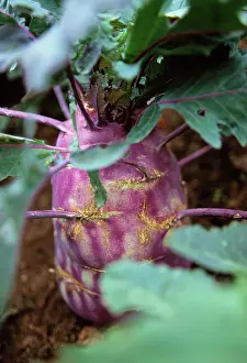 Kohlrabi: Kohlrabi