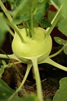 Turnip: Kohlrabi