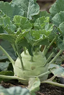 Kohlrabi: Kohlrabi