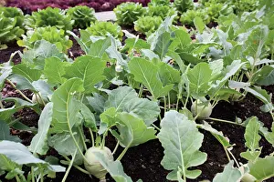 Sufficient: Kohlrabi