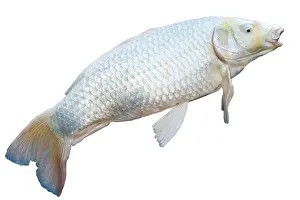 Carp: Koi adult