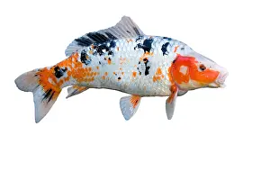 Carp: Koi adult