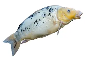 Carp: Koi adult