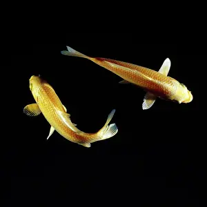Carpio: KOI CARP