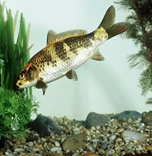 Carps: KOI CARP