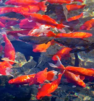 Carp: Koi and carp in Big Spring Park, Huntsville