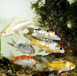 Carps: KOI CARP - Different varieties