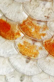Carp: Koi Carp Fish Scales FI000054