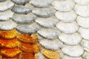 Carp: Koi Carp Fish Scales FI000056