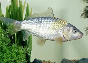 Carpio: Koi CARP Hikari utsuri - side view