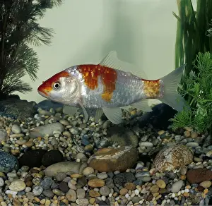 Carp: KOI CARP - Kin gin rin kohaku