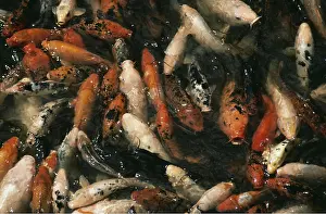 Carp: KOI CARP - MASS