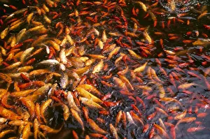 Kallen Marc Ferrero: KOI CARP - Mass in Pond