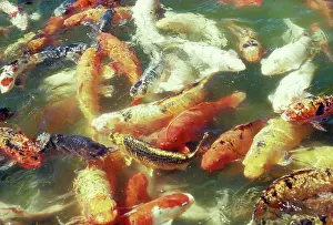 Carps: KOI CARP - in pond