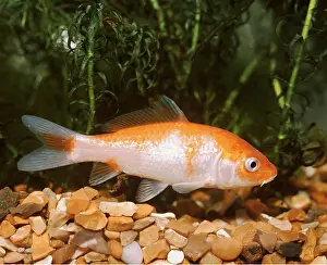 Carp: KOI CARP - Red / White Shusui