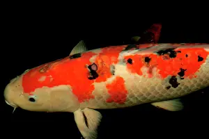 Cancer: Koi Carp with skin cancer