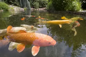 Pound: Koi carps in a garden pound