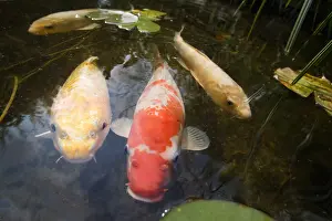 Pound: Koi carps in a garden pound