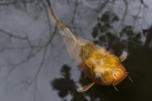 Carp: Koi with reflections in Kyoto Japan