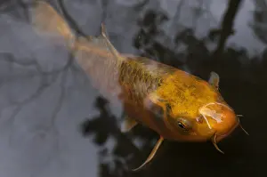 Carp: Koi with reflections in Kyoto Japan