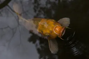Carp: Koi with reflections in Kyoto Japan