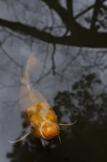 Carp: Koi with reflections in Kyoto Japan