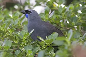 Wattle: Kokako